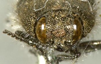 Media type: image;   Entomology 24407 Aspect: head frontal view